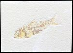 Bargain Knightia Fossil Fish - Wyoming #42376-1